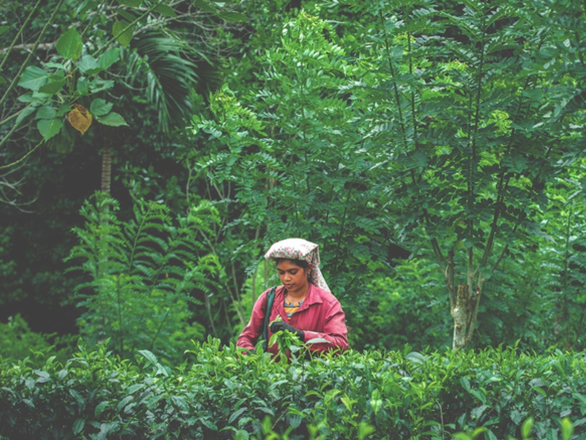 Het netwerk van ambachtelijke theeboeren in Sri Lanka