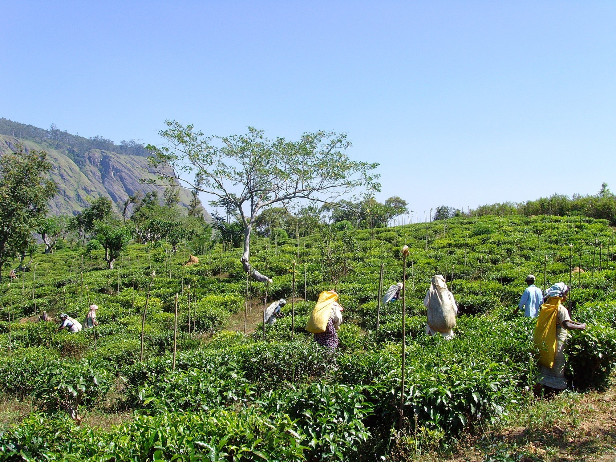 Van Nuwara Eliya tot Ruhuna: de zeven theeregio's van Sri Lanka