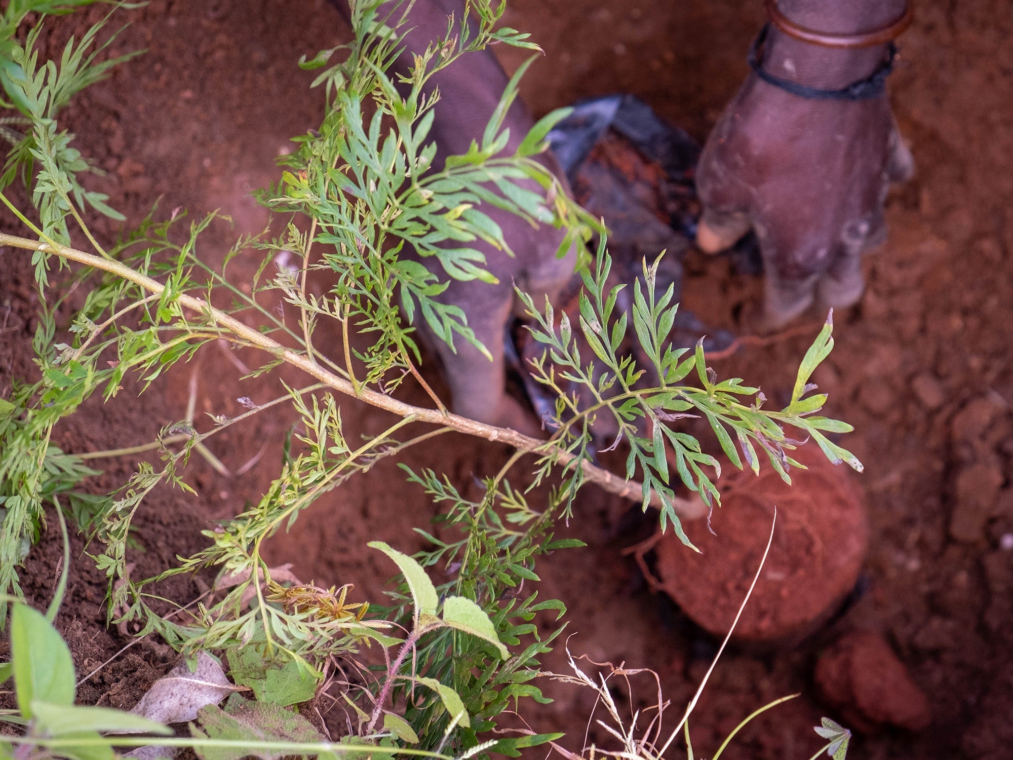 Bomen planten in Malawi: een inkomen voor boeren