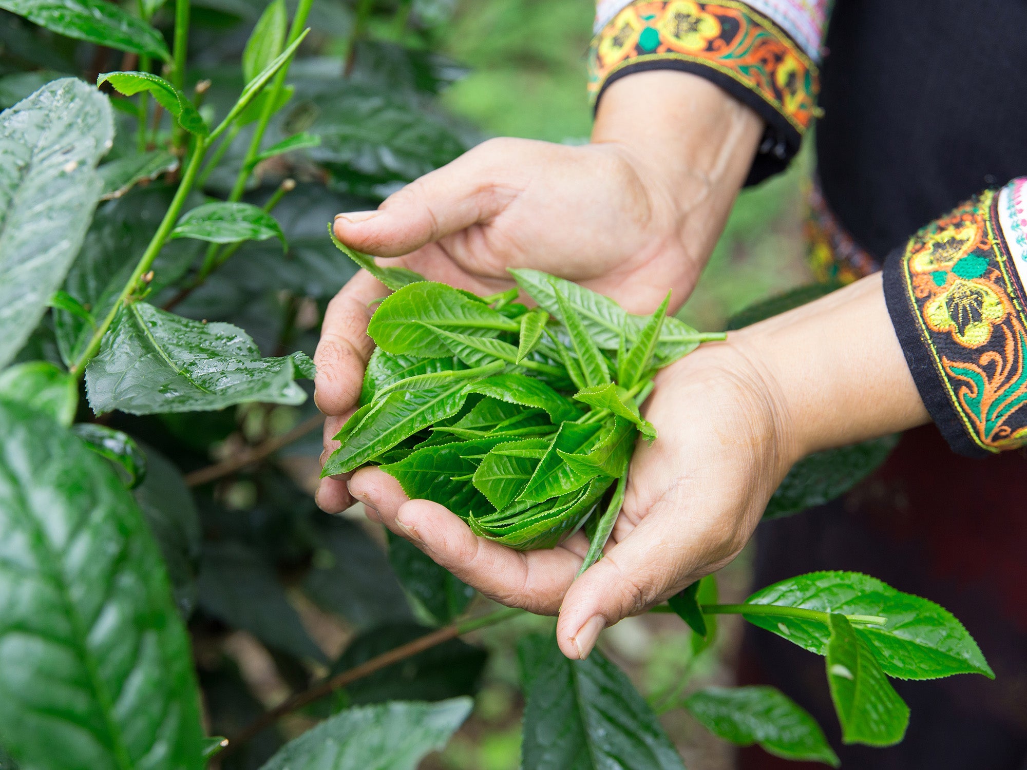 Variëteiten en cultivars: de basis van elk theearoma