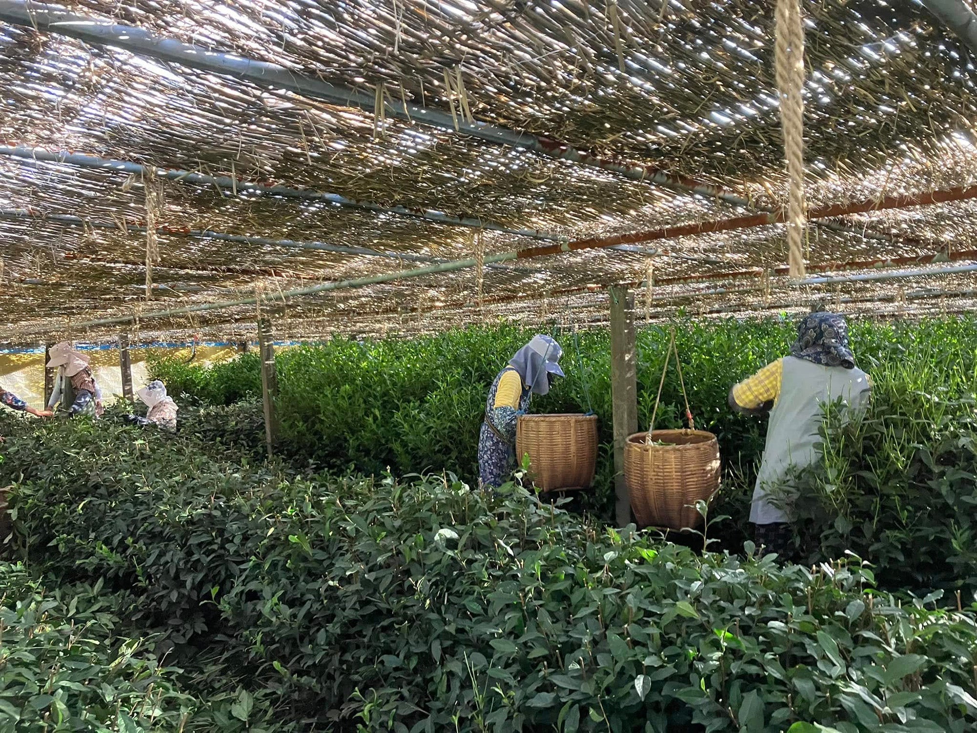 Single-origin thee: hoe herkomst de smaak bepaalt