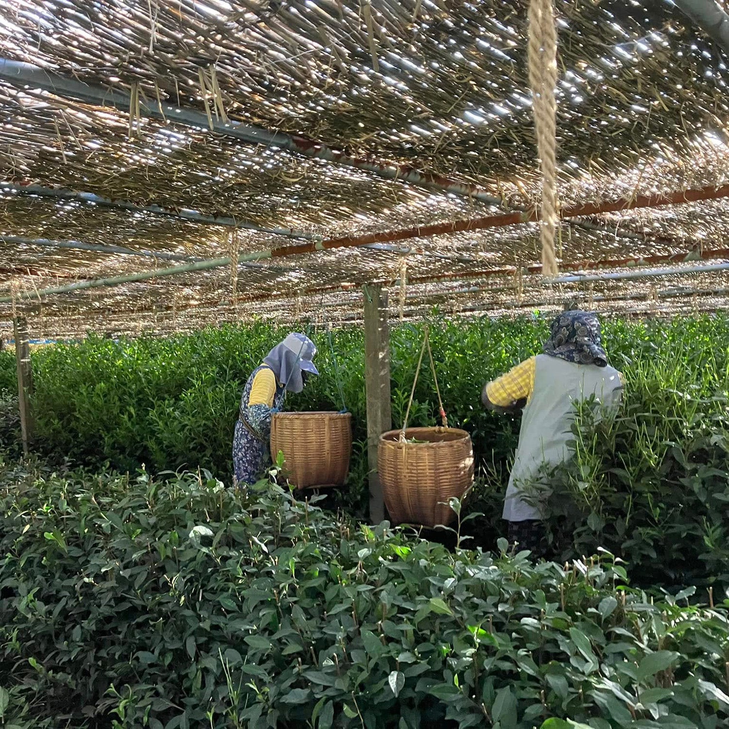 Gyokuro Goko