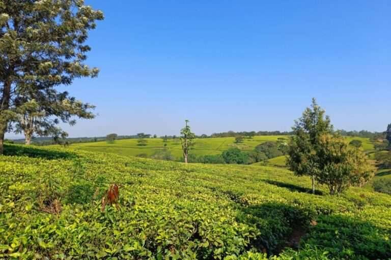 Satemwa Tea Estate, Malawi