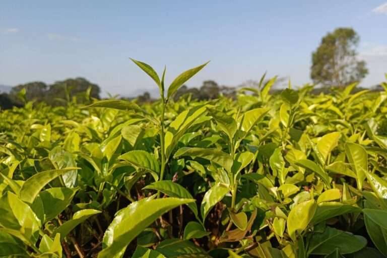 Satemwa Tea Estate